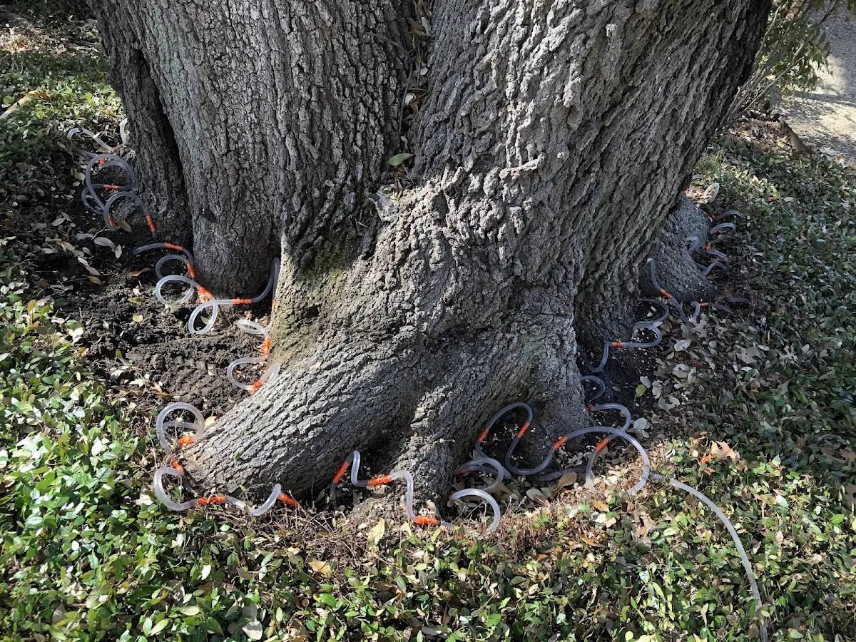 Detailed Tree Cabling and Bracing job site in Addyston
