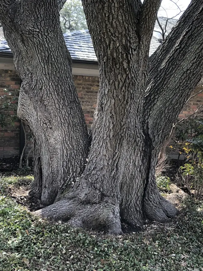 Mature heritage tree close to a Addyston property cared for by certified arborists